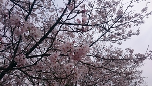 桜