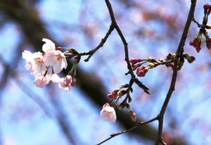 役場の桜