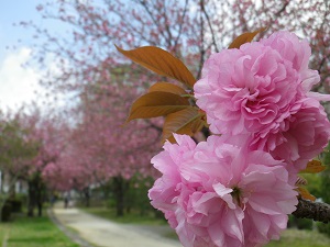 情報の森八重桜