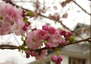 元気あっぷむら八重桜