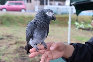 鳥の画像