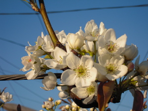 梨の花