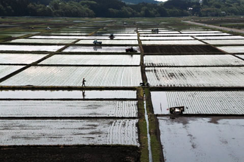 田植最盛期