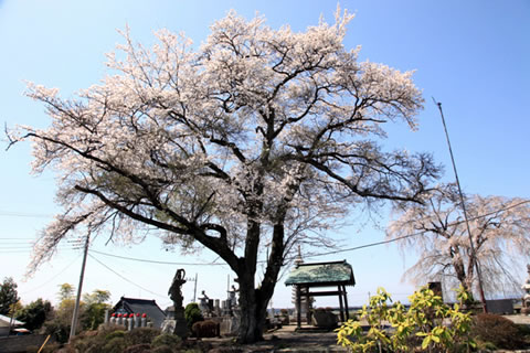 春の大安寺