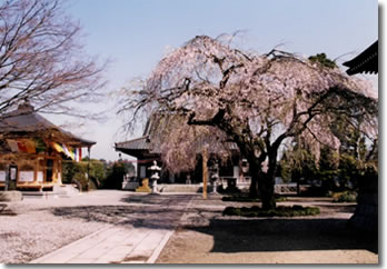 淨蓮寺の画像